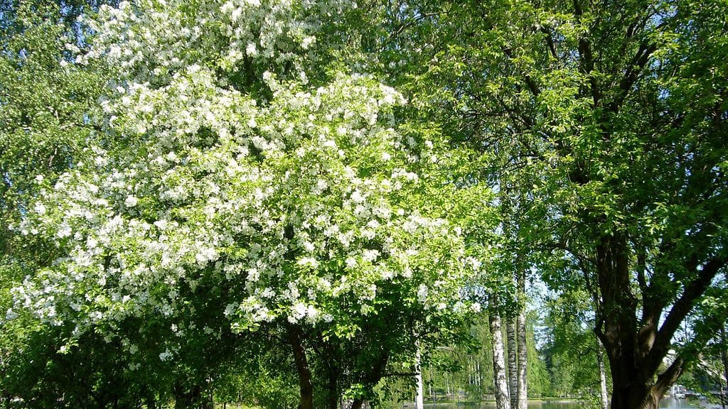 Omenapuut kukkivat Sirkka-Liisa Laurilan kuvassa Heinolasta.