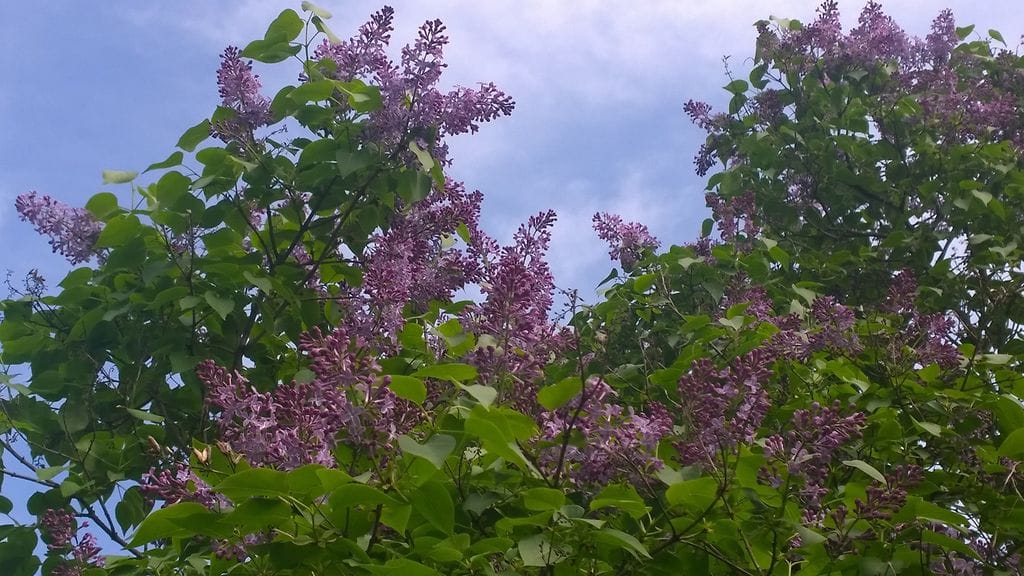 vesa jääskeläinen koisjärvi