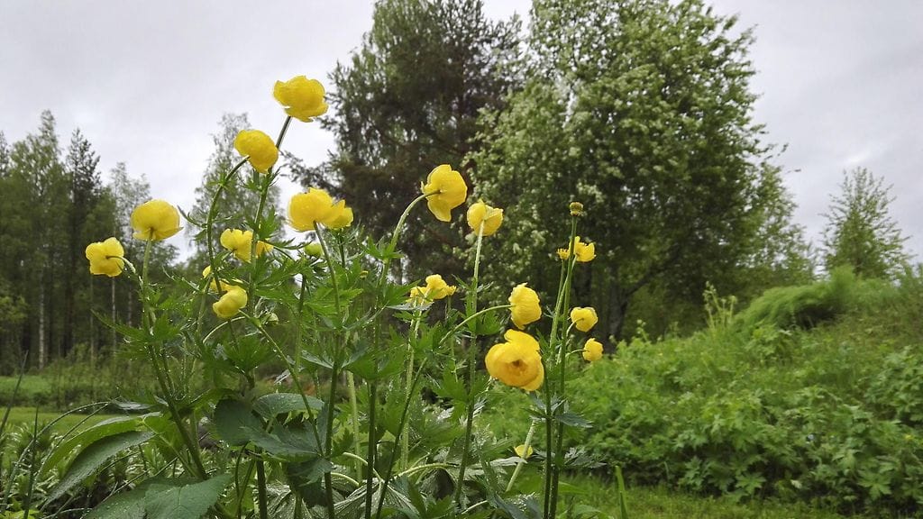 kauko taipalus vaala