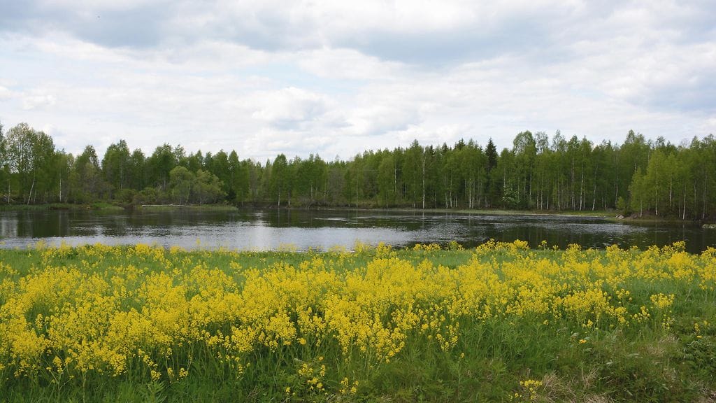 maija savolainen nurmes saramo