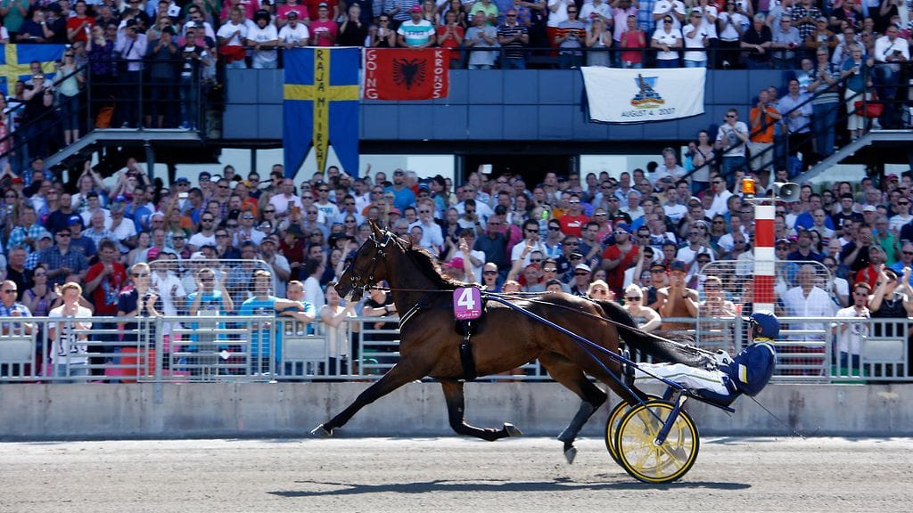 Timoko juhli Elitloppetin voittoa vuonna 2014.