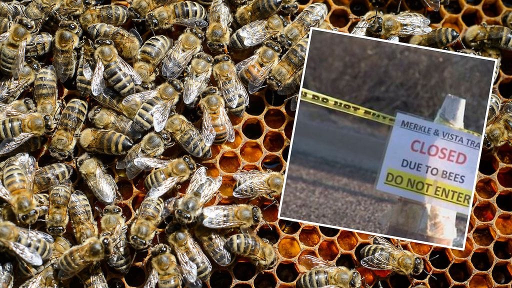 Arizonassa patikoimassa ollut nuori mies menehtyi jouduttuaan mehiläisten pistämäksi yli tuhat kertaa. Kuvituskuva.