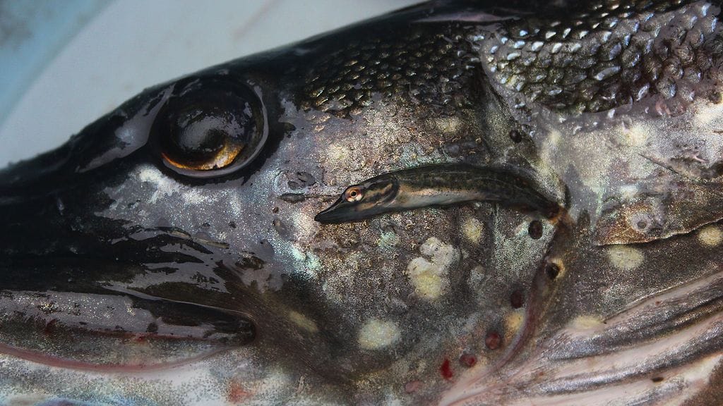 Kaksi haukea, molemmat yhtä arvokkaina kisapisteinä. Isompi painoi 2,6 kiloa. Pienempi on tämän vuoden nollikas.