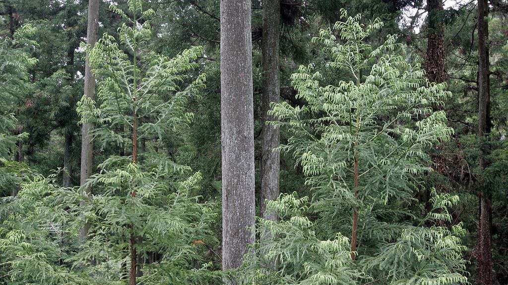 7-vuotiaan pojan etsinnät jatkuvat Japanissa.