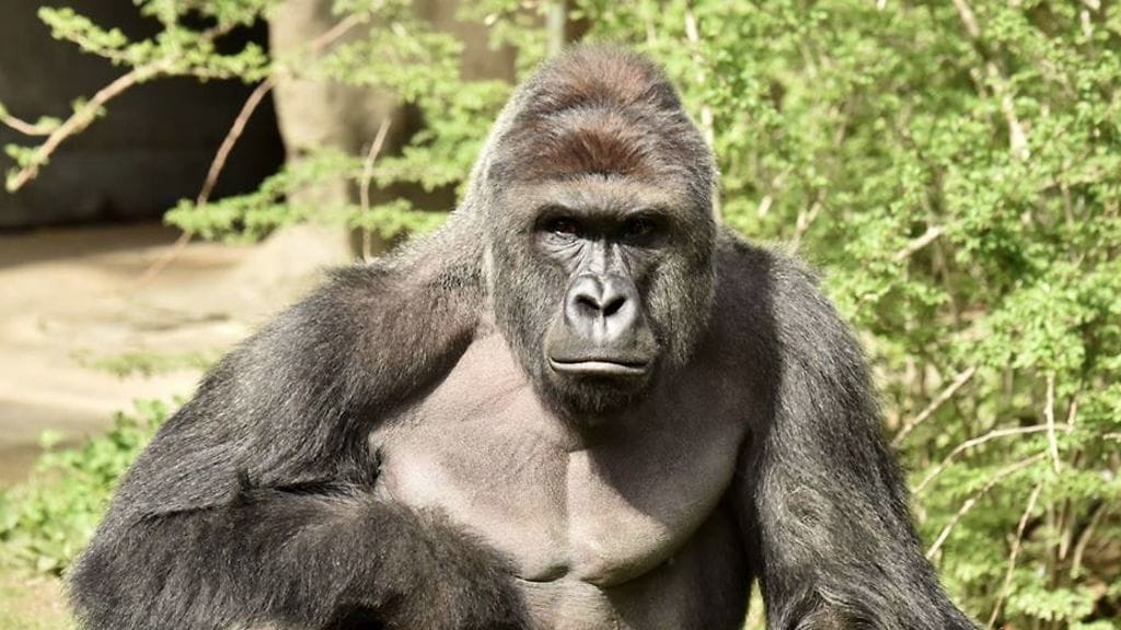 Cincinnatin poliisin haluaa nyt tutkia tapauksen yksityiskohdat ja seikat, jotka johtivat turmaan ja gorillan ampumiseen.