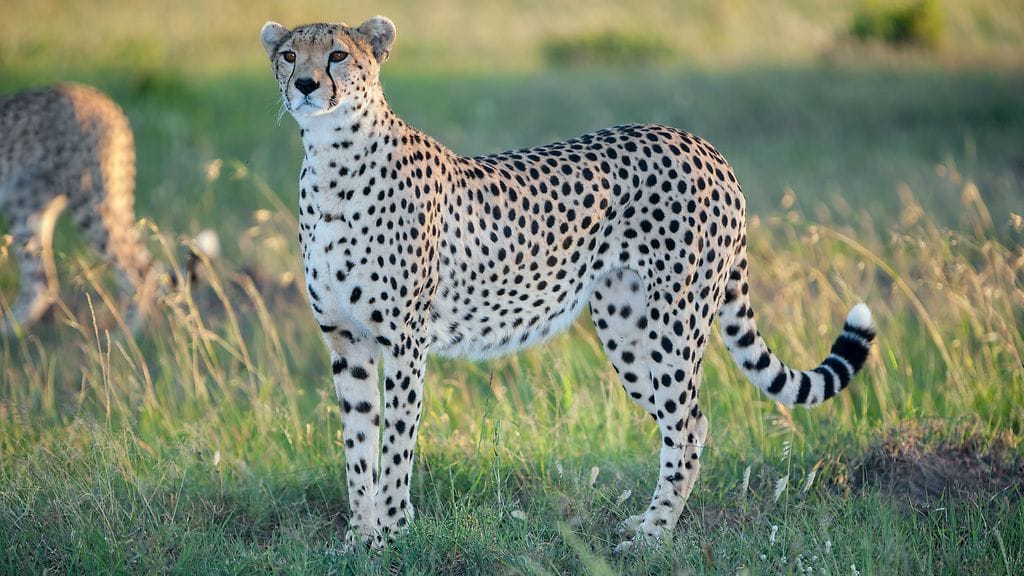Vielä 1900-luvun alussa gepardeja on arvioitu olleen maailmassa noin 100 000.
