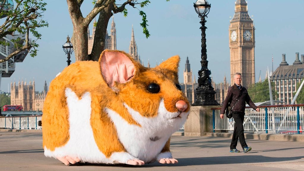 Valtava jyrsijä on nimeltään Jaffa.