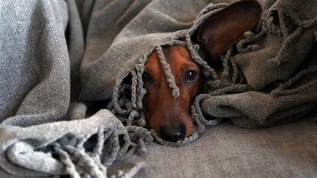 "No kun ei tämä korva mahdu peiton alle."