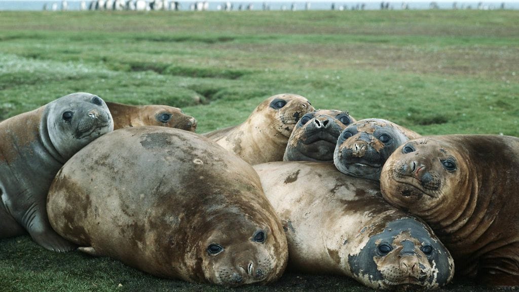 Kerguelen