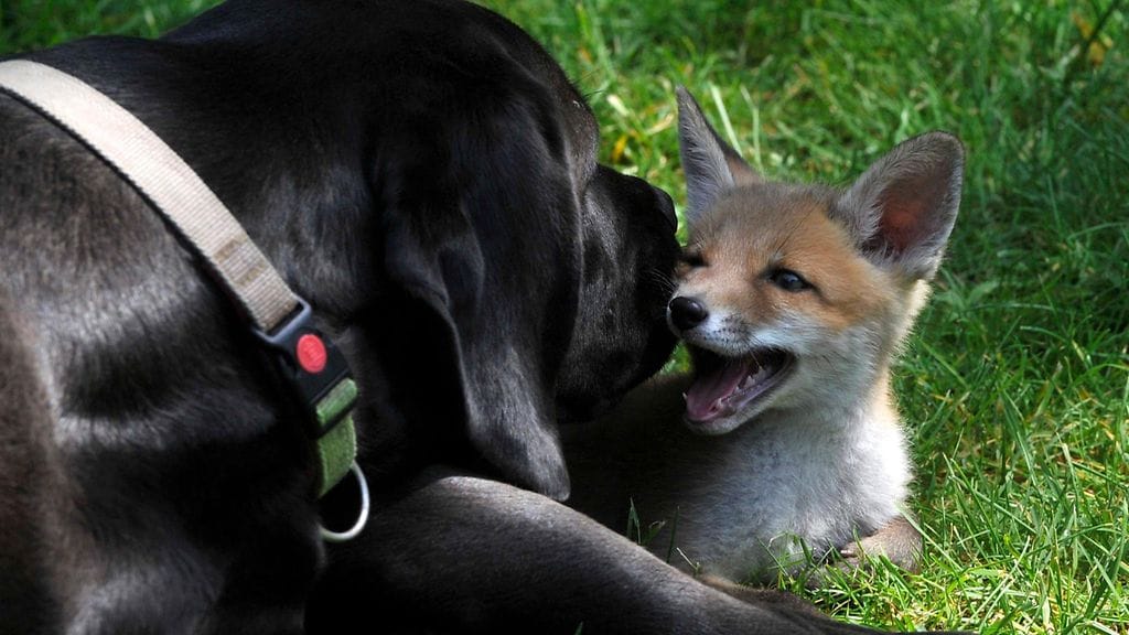 Pixie-kettu elää nyt koirien ympäröimänä.