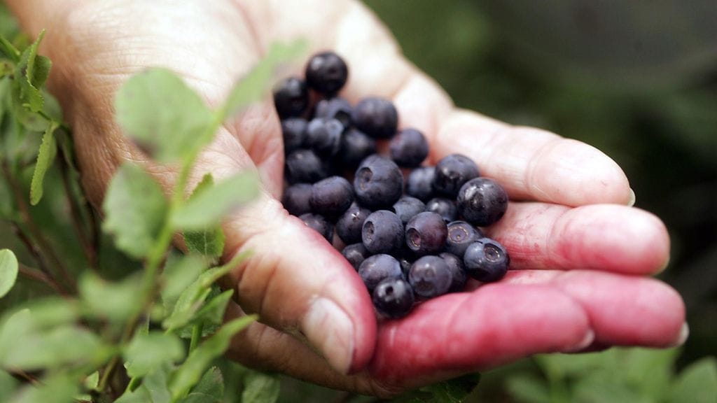 Liian tiheään syödyt kasvikset, hedelmät ja marjat kuluttavat hampaita.