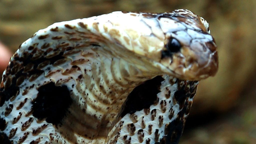 Itävallassa ei ilmeisesti ole vastamyrkkyä nyt karkuteillä olevan kobran myrkkyyn. Kuvituskuva, kuvan kobra ei liity tapaukseen.