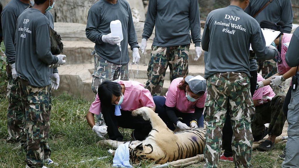 Kuolleet tiikerinpennut 2