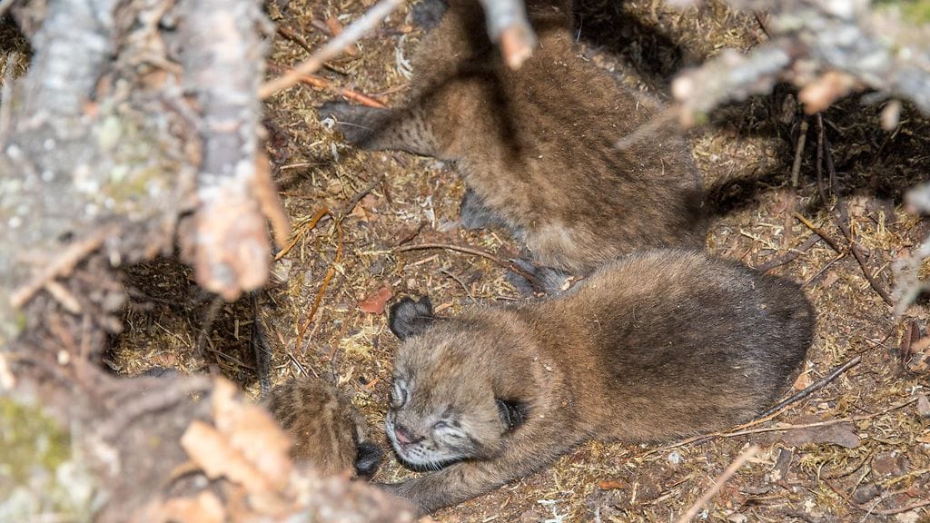 Anssi_Toivanen_ilveksen_poijat_02062016