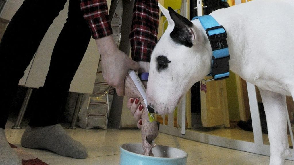 Kuvituskuva. Bullterrieriä ruokitaan raakaruoalla.