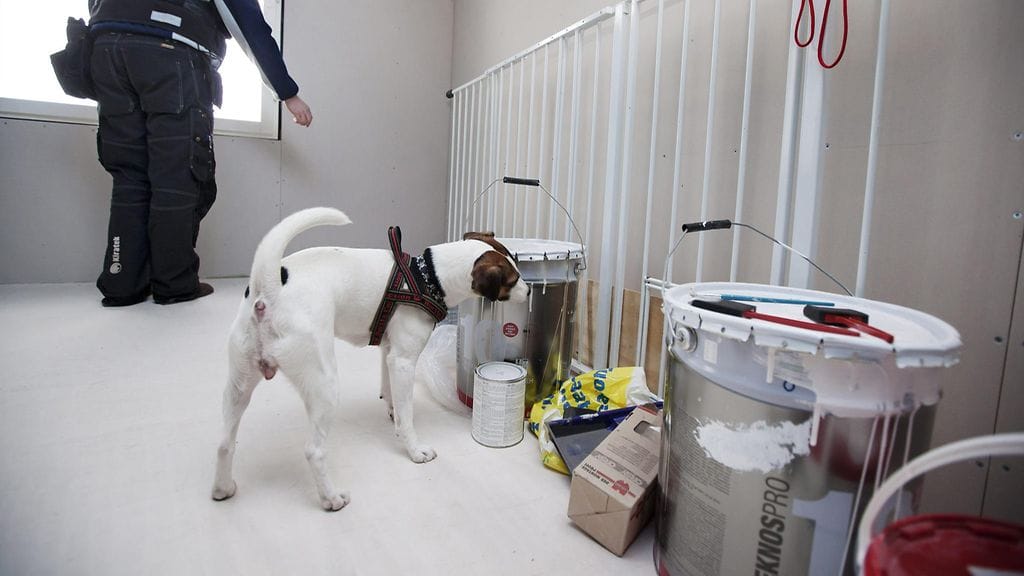 Homekoiraa voidaan käyttää apuna homeen etsinnässä. Tässä kuvassa kuntotutkija Marko Hand homekoiransa parsonrussellinterrieri Zaran kanssa Iissä 8. maaliskuuta 2012.