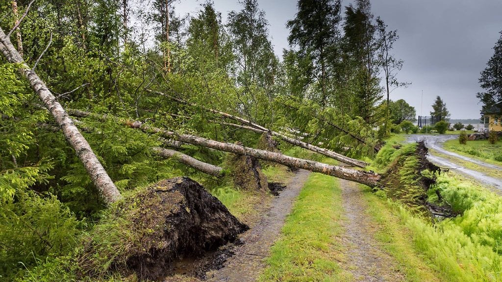 Trullevin mökkitie Kokkolassa Salomo-myrskyn jälkeen aamulla 9. kesäkuuta 2016. Kuva: Hannu Moilanen