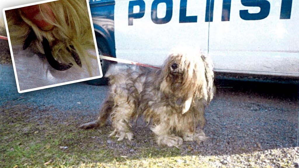 Koiran turkki oli huovuttunut kauttaaltaan kaltoinkohtelun vuoksi.