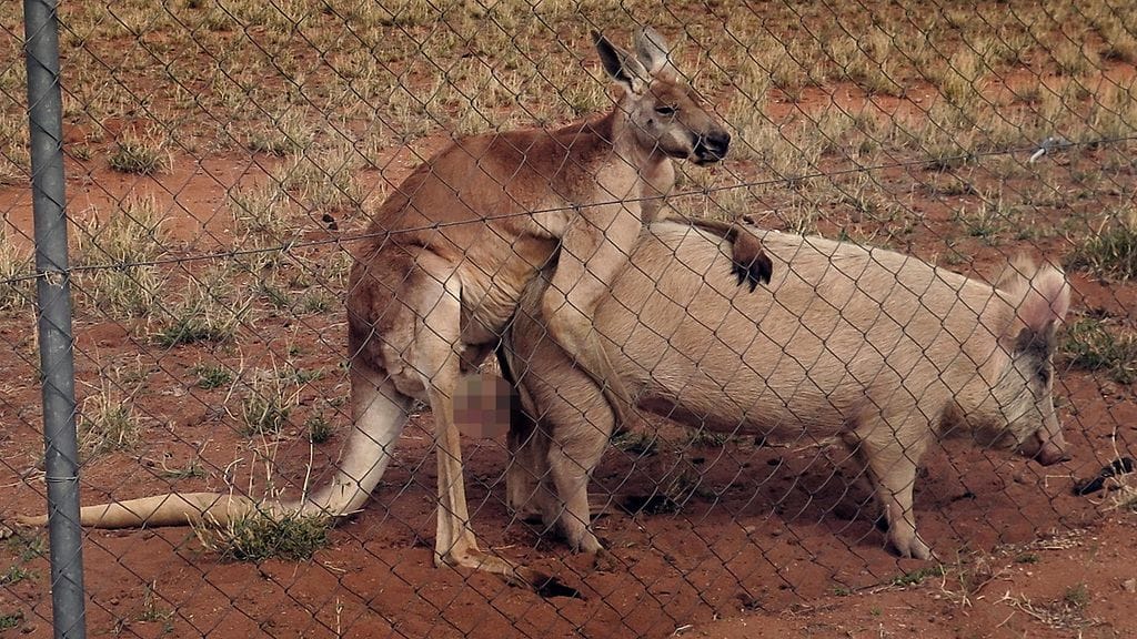 Kuva kengurun ja sian "lemmiskelystä" leviää maailmalla. Nisäkkäistä vastaava kuraattori Nina Trontti Korkeasaaresta toppuuttelee, ettei kyseessä ole se, mitä monet saattavat luulla.