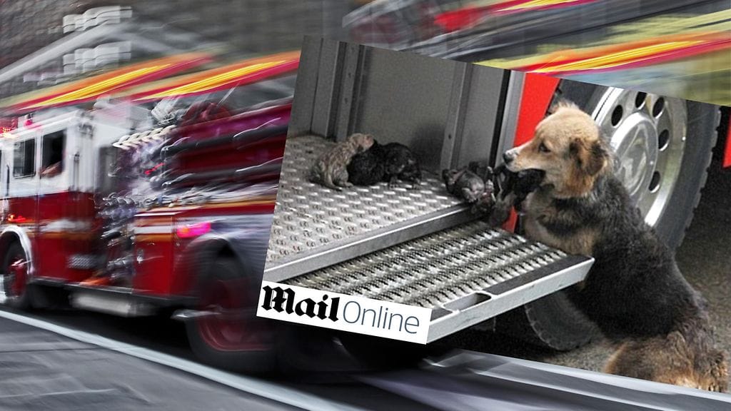 Tämä koiraemo pelasti pentunsa palavasta talosta vuonna 2012. Kuvakaappaus: Daily Mail