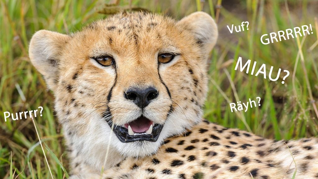 Tiedätkö, miten gepardi ääntelee?