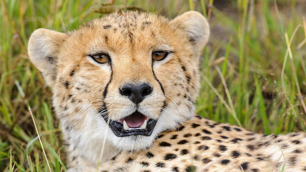 Gepardi on maailman nopein maanisäkäs. Niitä elää Afrikassa uhanalaisena ja Aasiassa erittäin uhanalaisena. Kuvituskuvan eläin ei liity uutiseen.