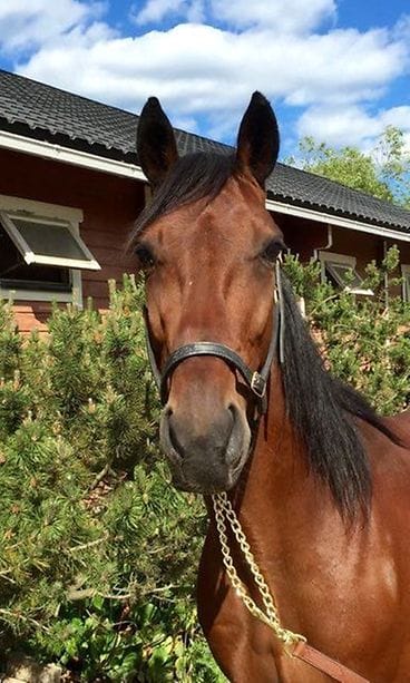 Odd Fellow hevonen 1