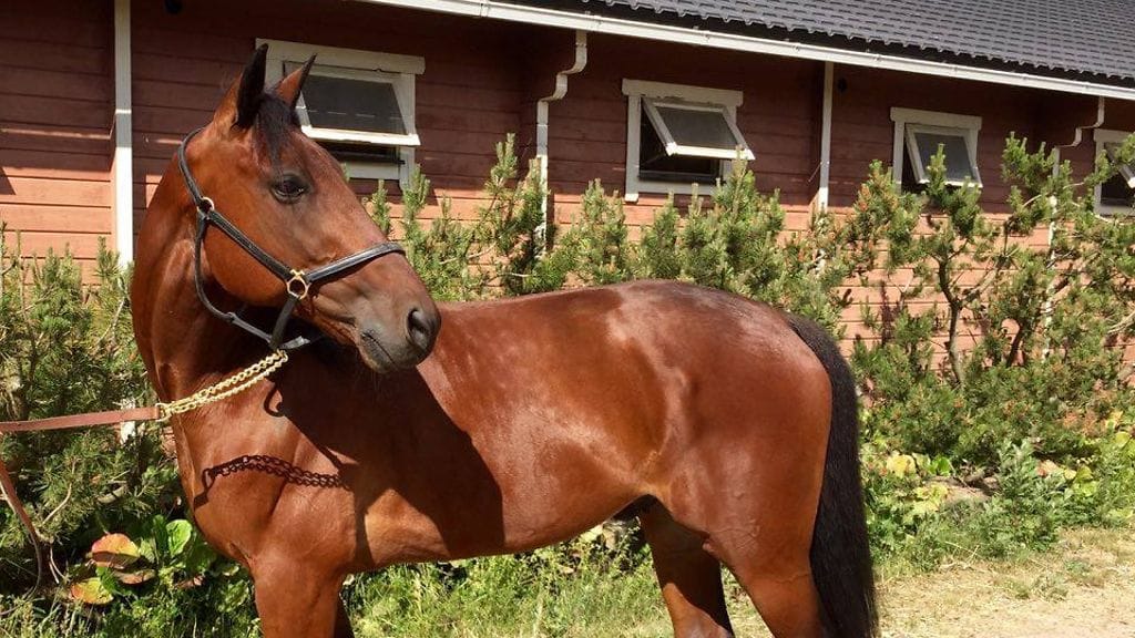 Odd Fellow on tehnyt positiivisen vaikutuksen taustajoukkoihinsa jo treenikaudella.