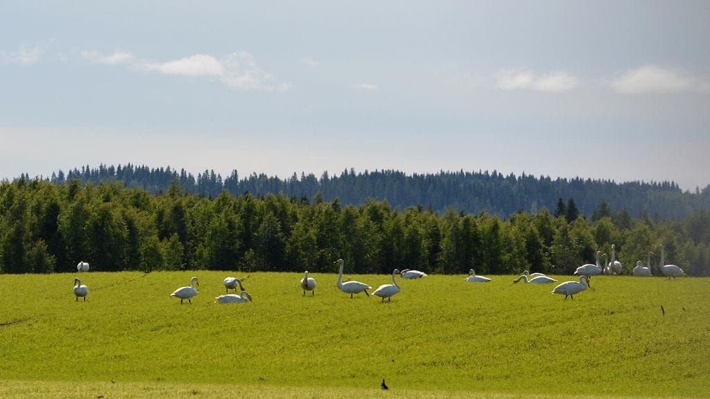 Maijan huomion kiinnitti erityisesti se, että suurella osalla linnuista näytti olevan harmaa höyhenpeite, joka kertoo yksilöiden nuoresta iästä.