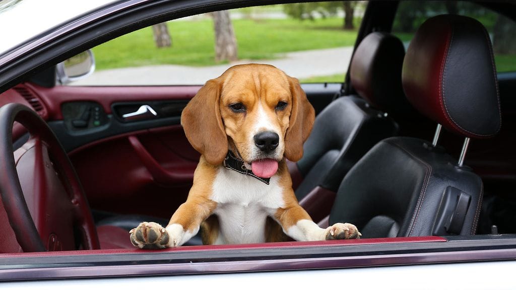 Lemmikki voi saada lämpöhalvauksen kuumassa autossa.