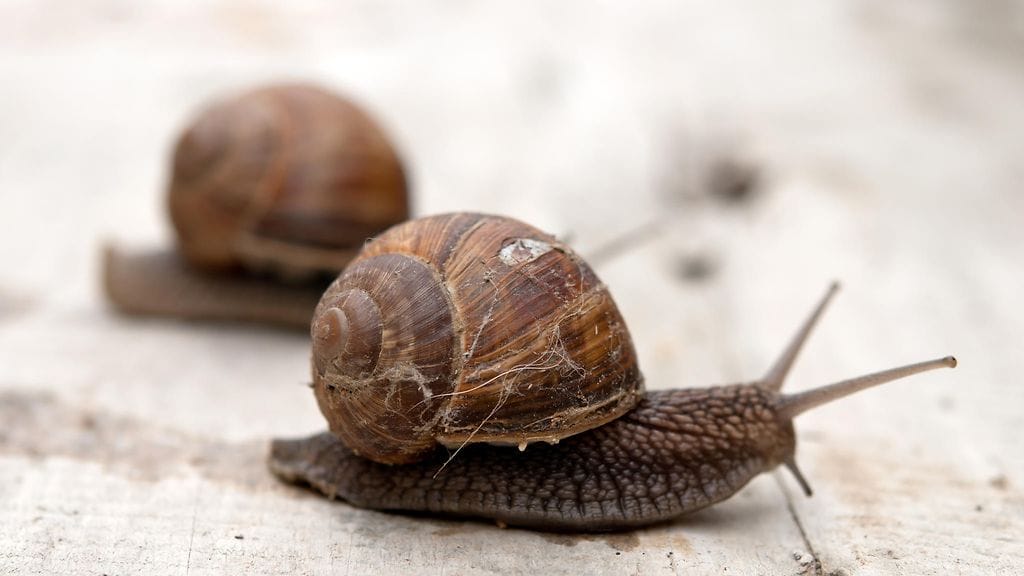 Kuvan etanat eivät liity tapaukseen.