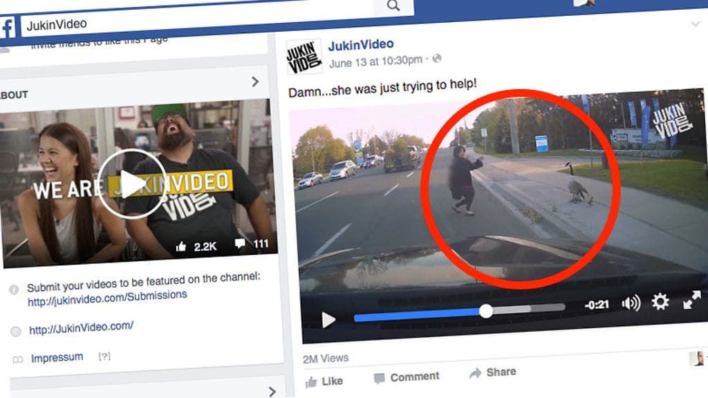 Emohanhi ei pitänyt naisen osallisuudesta pesueensa tienylitksen auttamisessa.