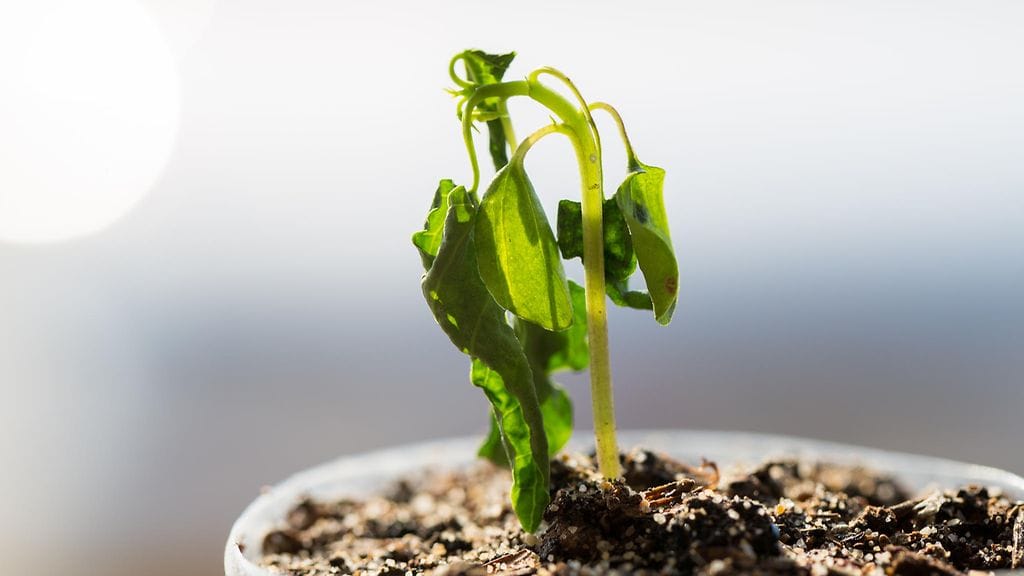 "Musertuneena otin ruukun vastaan. He olivat selvästikin valinneet pienimmän ja sairaimman kasvin – siinä ei ollut edes kukintoa. "
