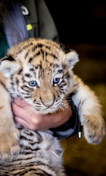 27514848620_6a4ef6f733_o