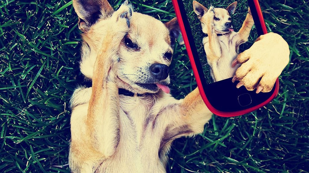 koira ja selfie
