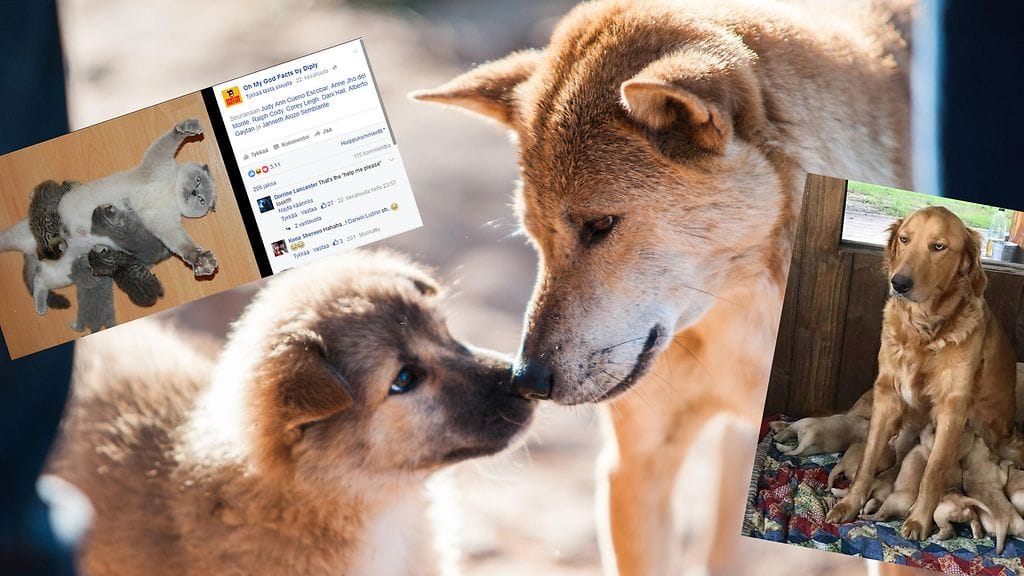 Äitinä oleminen on rankkaa työtä, eläintenkin mielestä.