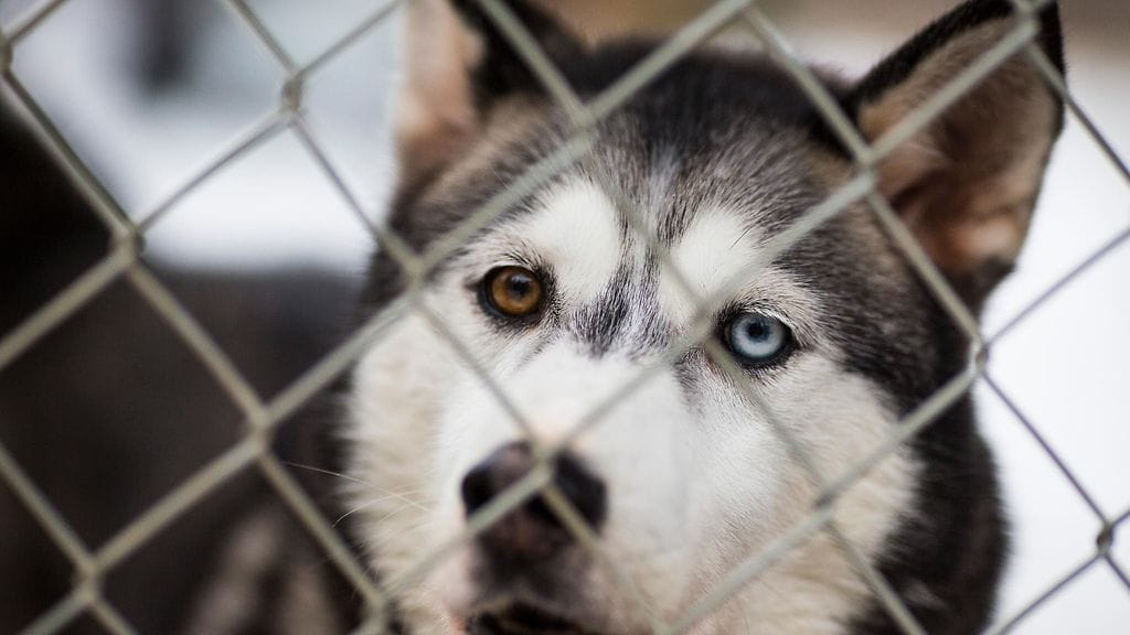 Ahdistava näky ei jättänyt naista rauhaan, vaan päätti toimia pelastaakseen koiran hengen.