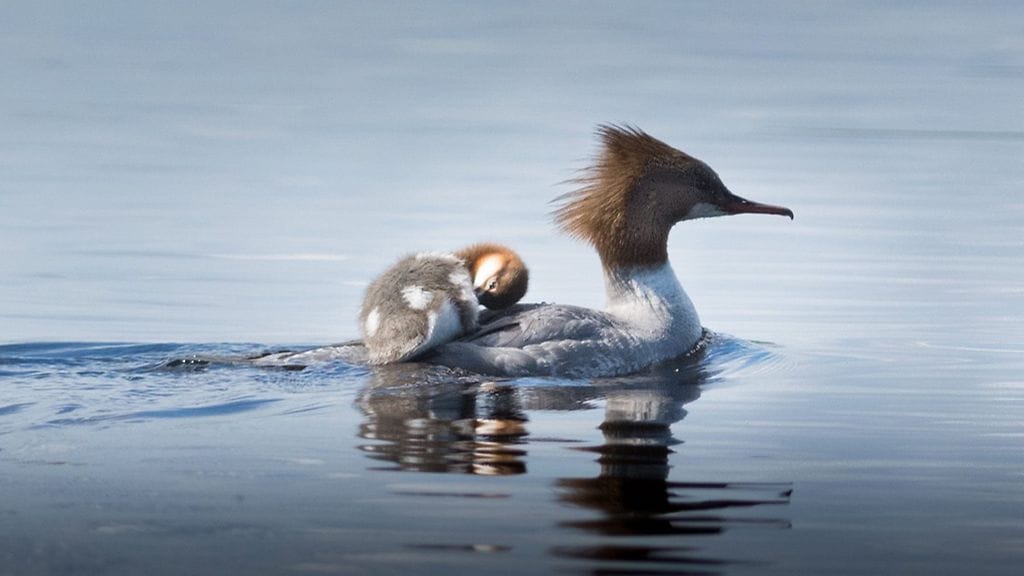 Juhannuksen uuvuttama isokoskelon poikanen pääsi levolle emon kyydissä.