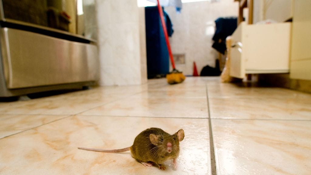 Koska hiiren hampaat kasvavat aina, ne nakertelevat koko ajan.