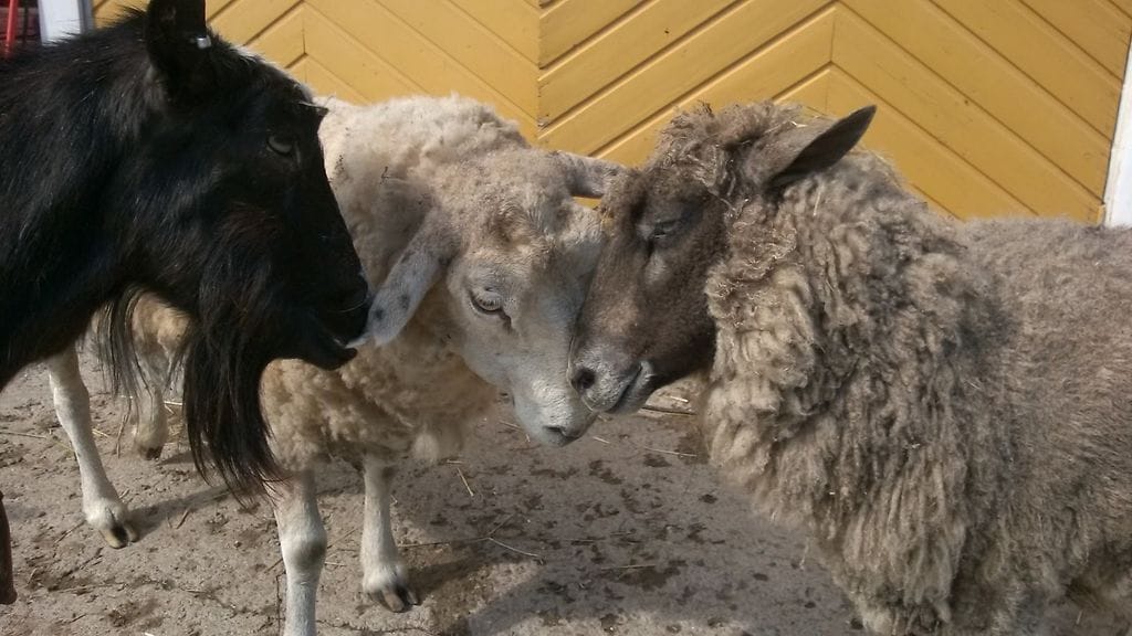 Huonoista oloista pelastunut Sunnuntai-lammas (keskellä) nauttii nyt olostaan Reetu-vuohen ja Lahja-lampaan seurassa.