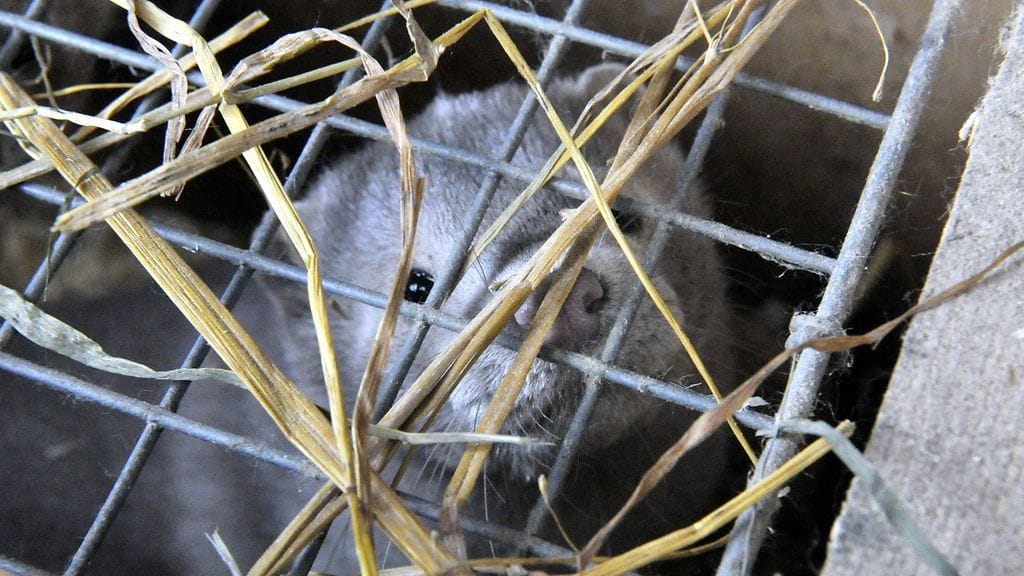 Pelastuslaitoksen saapuessa paikalle minkkitalo oli jo ilmiliekeissä. Kuvituskuva.