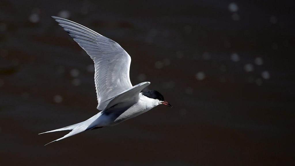 Tiira etsii syötävää Vanhankaupunginkoskella Helsingissä 5. kesäkuuta 2015.