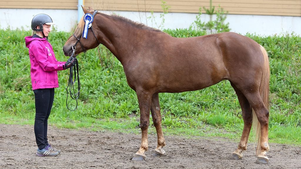 Ypäjä Ilmestyvä on vieraillut ahkerasti näyttelyissä. Se on muun muassa kantakirjattu ensimmäisellä palkinnolla.