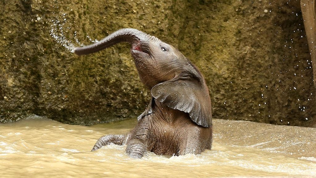 Tuffi on syntynyt marraskuussa 2016.