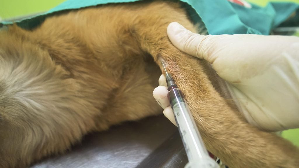 Sashan vammat vaativat useita leikkauksia ja toimenpiteitä.