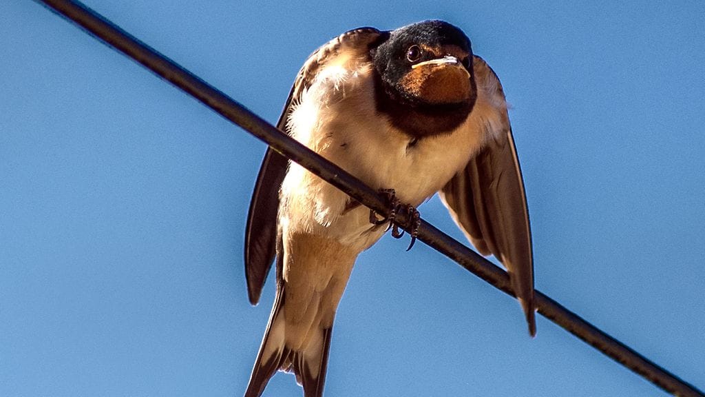 Tämä pääskynen kuvattiin mököttämässä yksin sähköjohdon päällä. Tai vieressä oli parvi lajitovereita, mutta ne tuntuivat pitävän turvaväliä tähän yksilöön. Miksiköhän?
