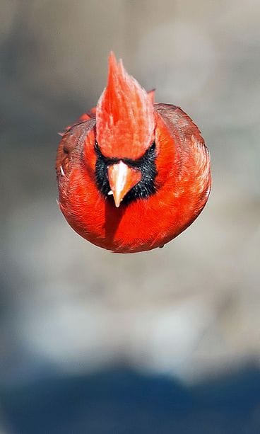 Kuva otettiin tästä punakardinaalista juuri oikealla hetkellä.