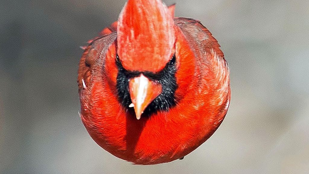 Tämän lentoasennon on tottunut näkemään paljain silmin vain peleissä, ei luonnossa. Kuvassa New Jerseyssä kuvattu punakardinaali.