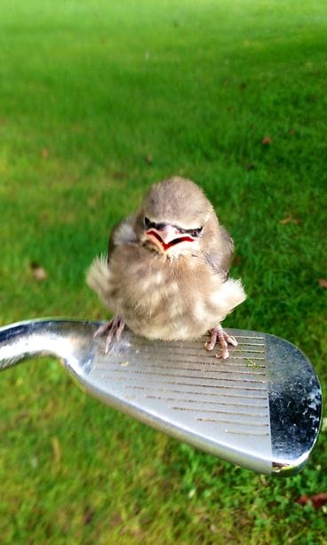 "Pois nurmikoltani! Kaikkia kaksijalkaisia sitä päästetäänkin pelaamaan golfia..."