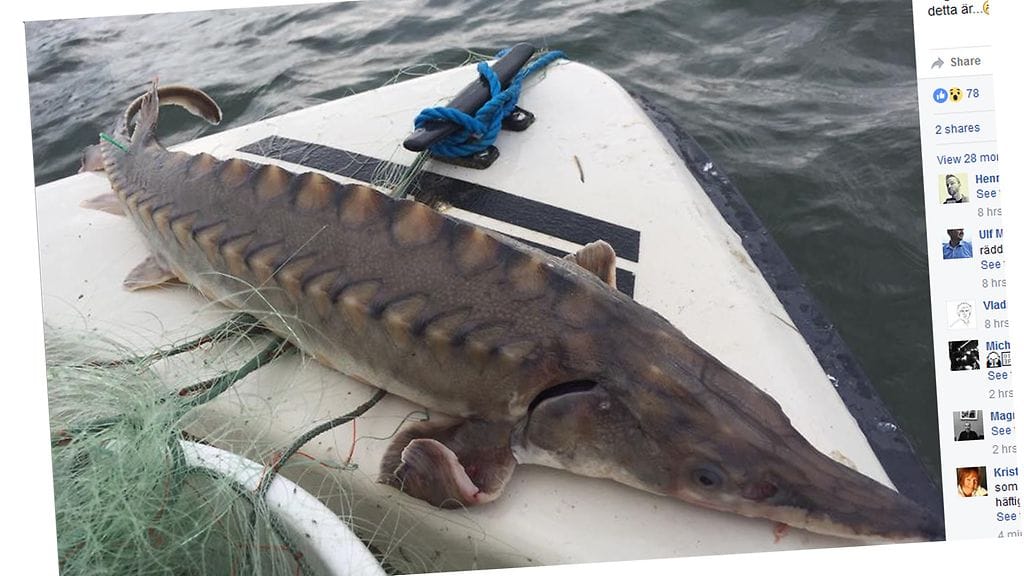 Kuvakaappaus Facebookista. Kuva: Nicklas Boj.